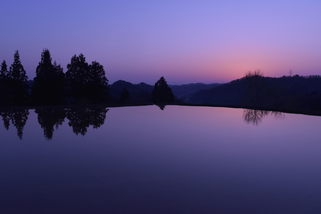 夜明けの水田