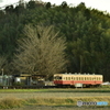 枯れ銀杏と小湊鉄道