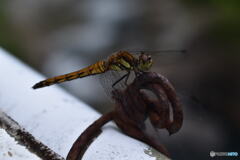 ねぇねぇ、何してるの～？