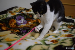 アーちゃん(猫)