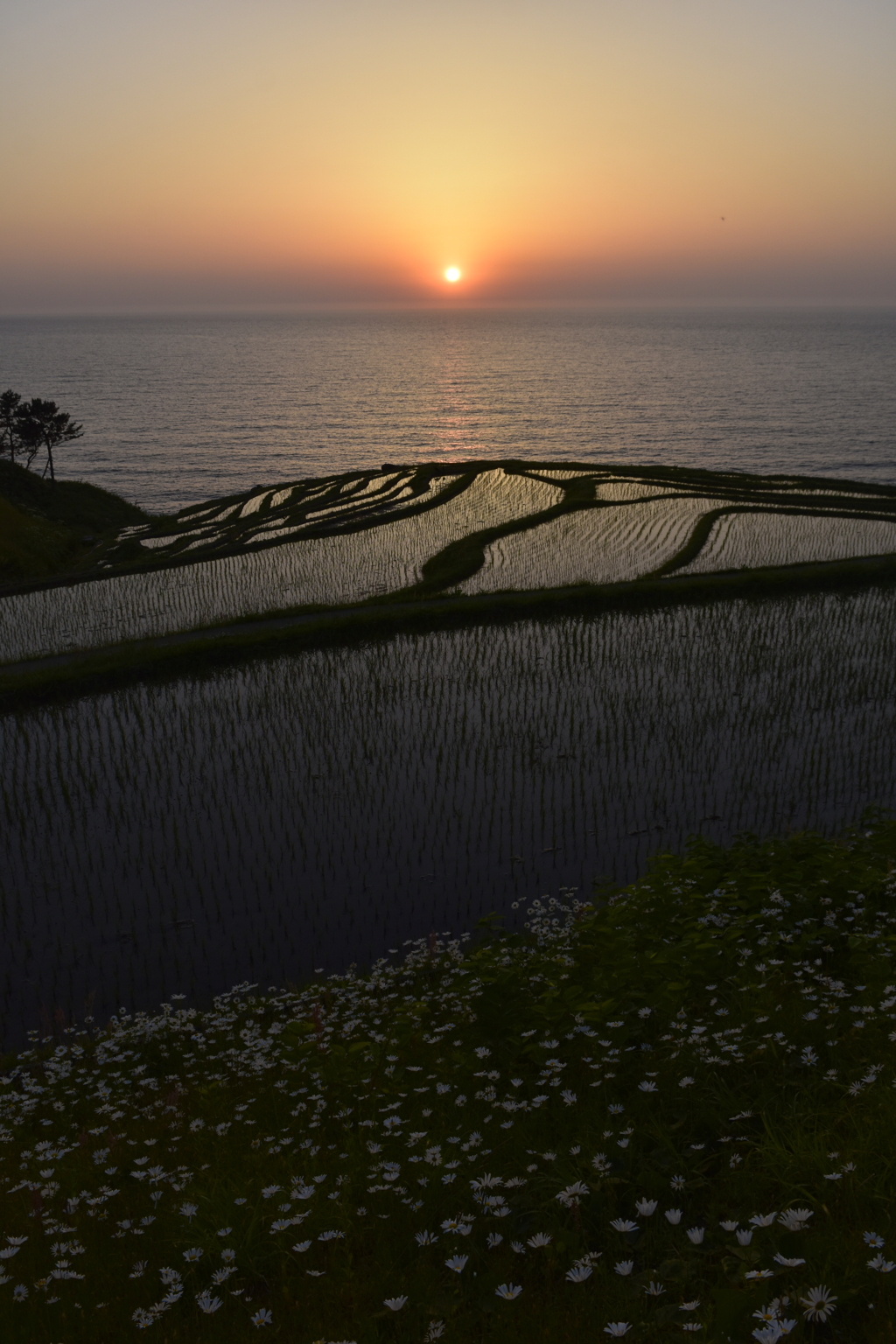 棚田のSunset