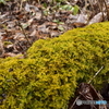 苔木