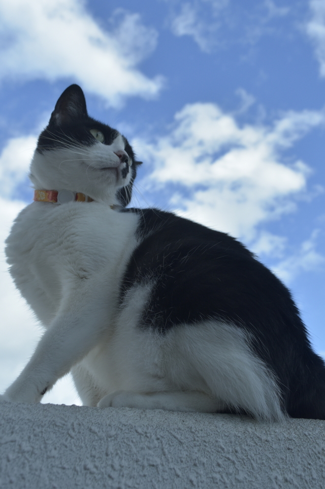価格 Com スコティッシュフォールド 特徴 性格 飼い方