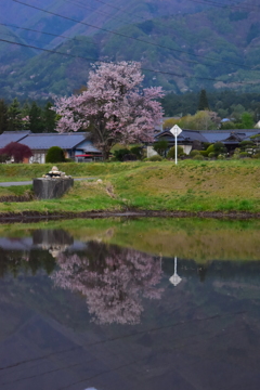 桜映る