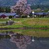 桜映る