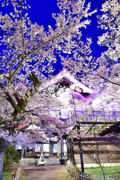 高遠桜