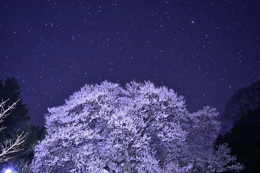 真っ暗闇の夜桜