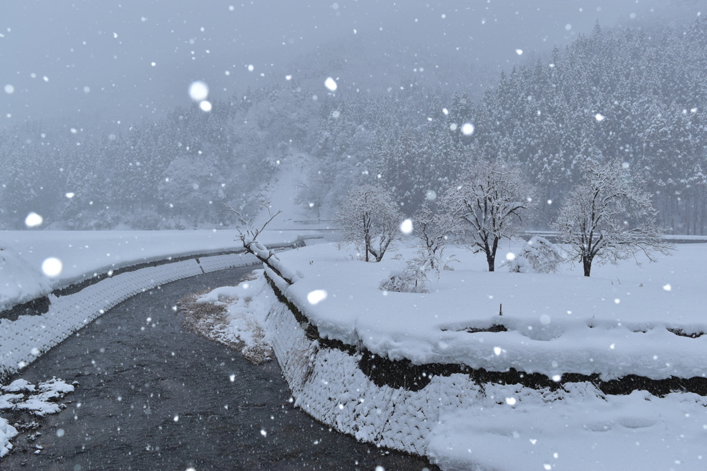 越前今庄雪情景