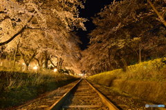 廃線跡の夜桜