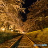 廃線跡の夜桜