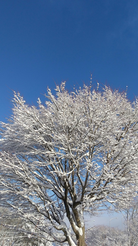 着雪樹