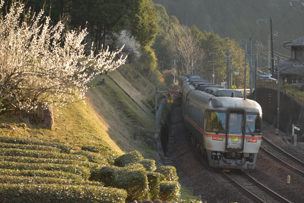 梅とひだ16＋36号