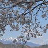 八ヶ岳麓の春