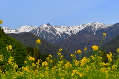 遅い春