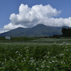 蕎麦の花と八ヶ岳