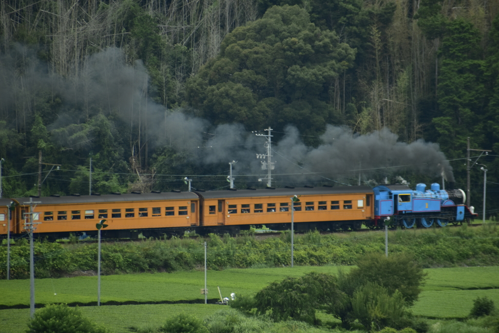 トーマス茶畑を行く