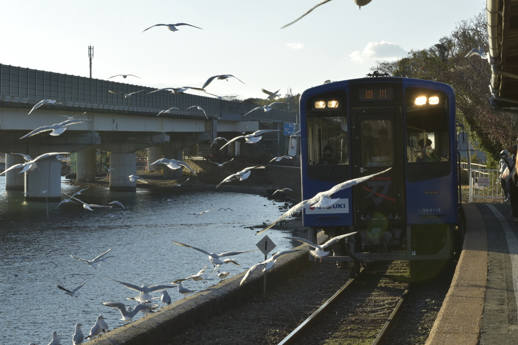 浜名湖佐久米駅のカモメ