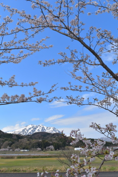 フォッサマグナの春