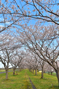 桜アーケード