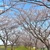 桜アーケード