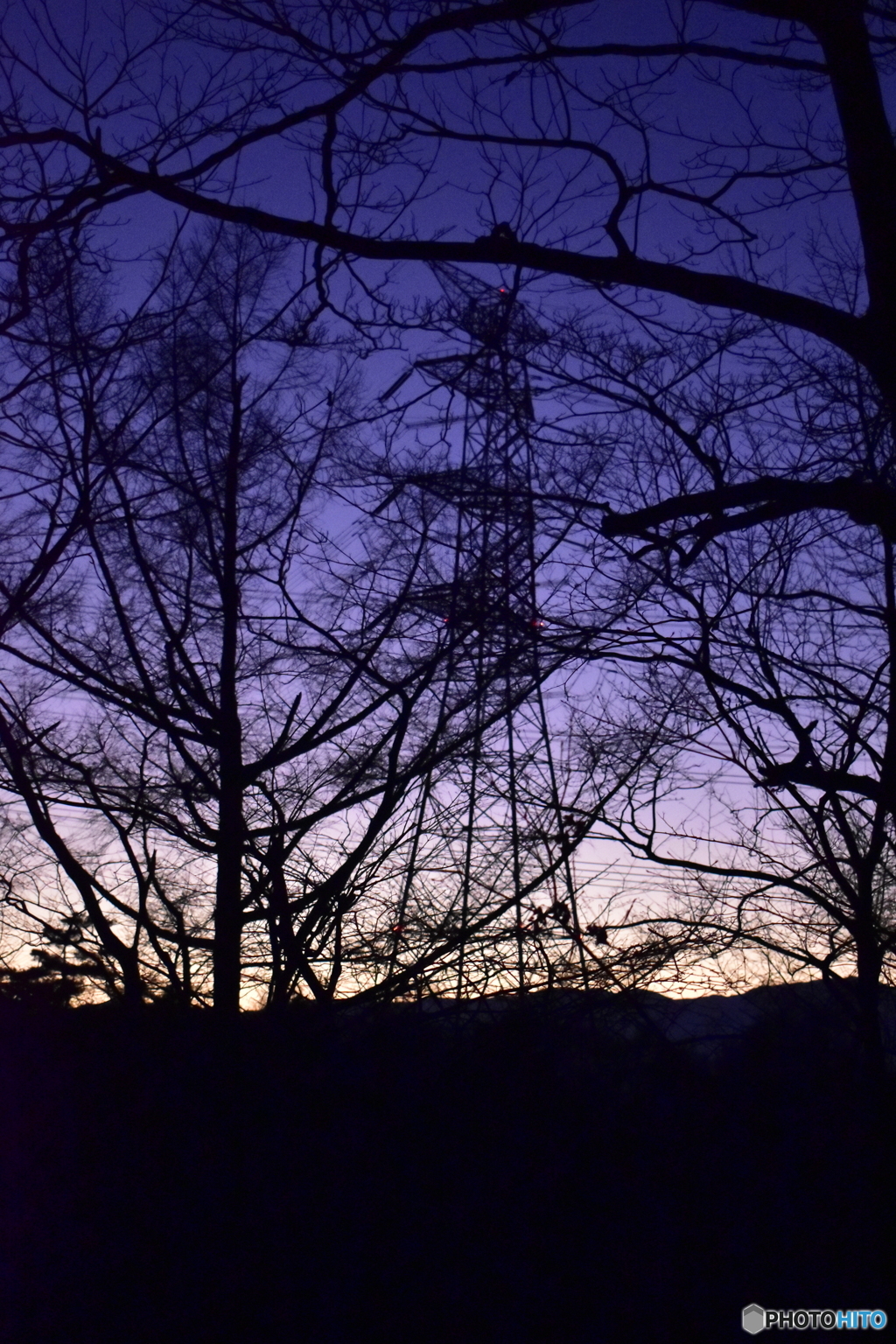 茂みのsunset