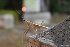 飛びま～す♪