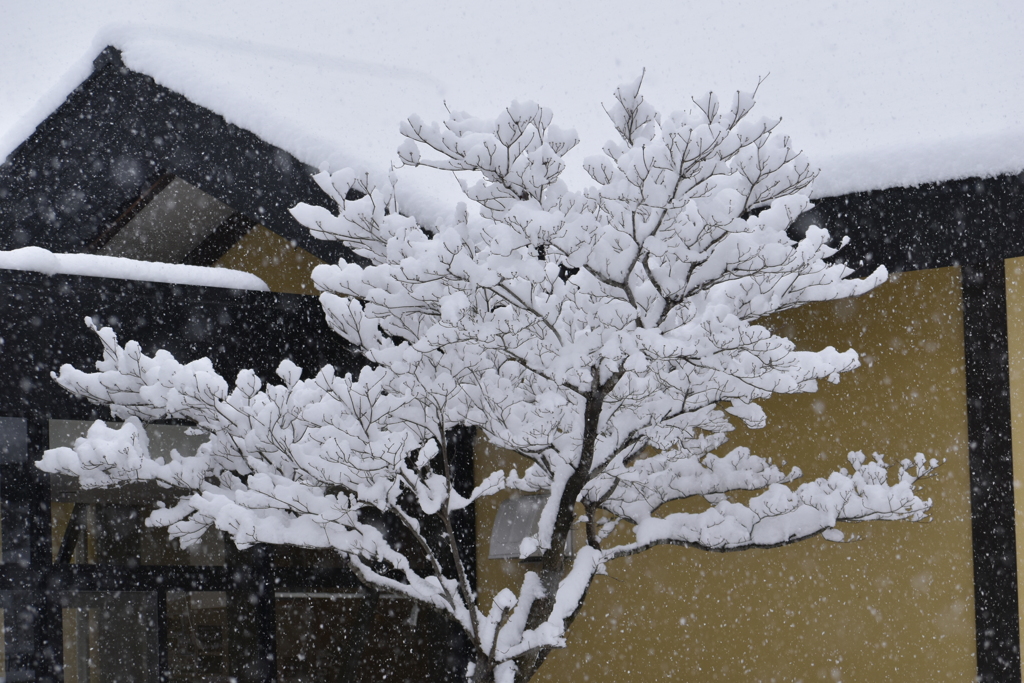雪の華