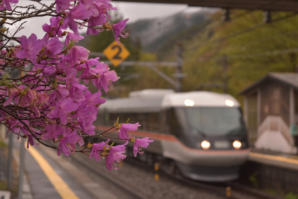 つつじ咲く駅