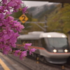 つつじ咲く駅