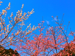 青い空に映える梅