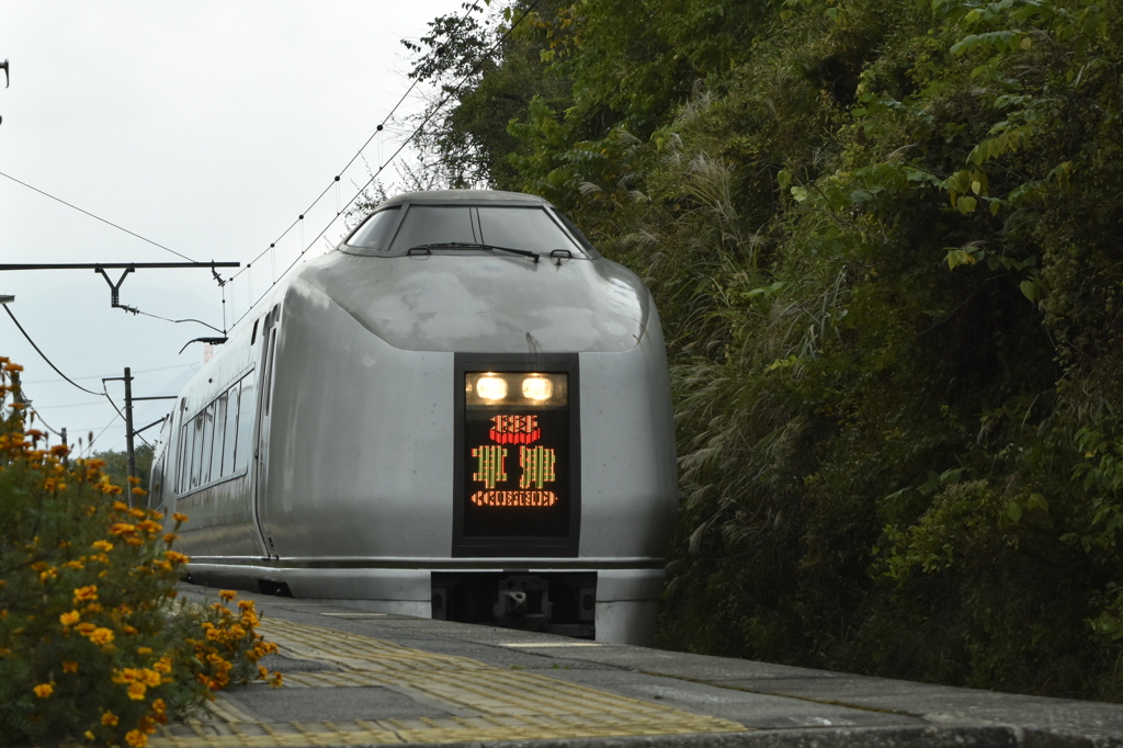 列車と花と駅と