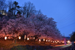 夜桜と光跡