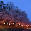 夜桜と光跡