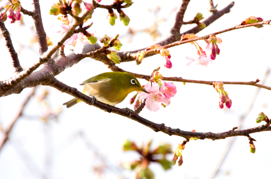 河津桜とメジロ