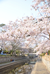 夙川と桜