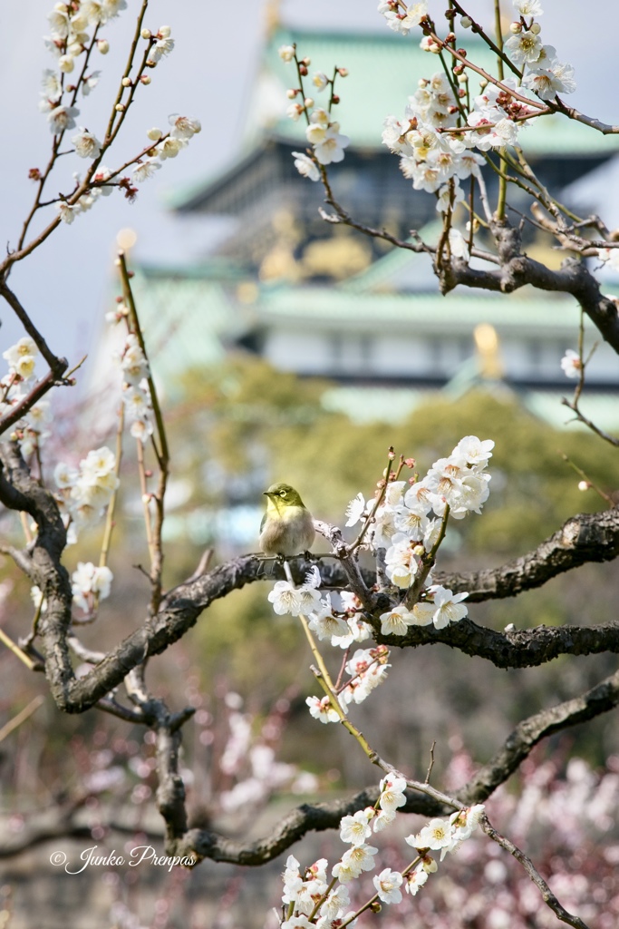 早春の大阪城とメジロ