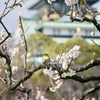 早春の大阪城とメジロ