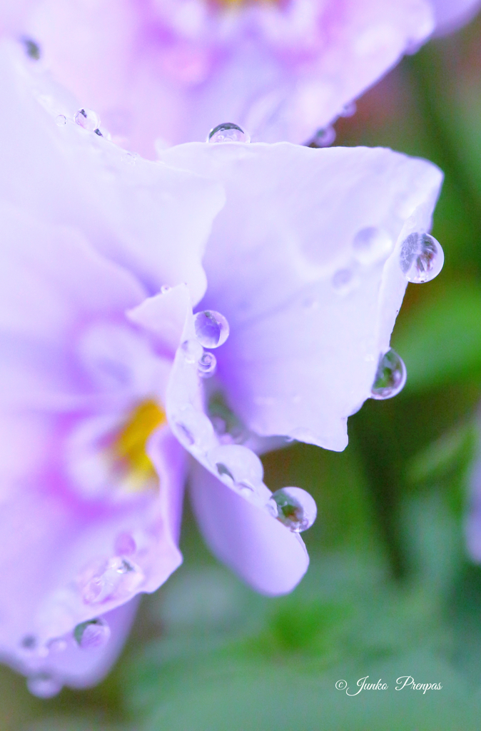 雨上がり