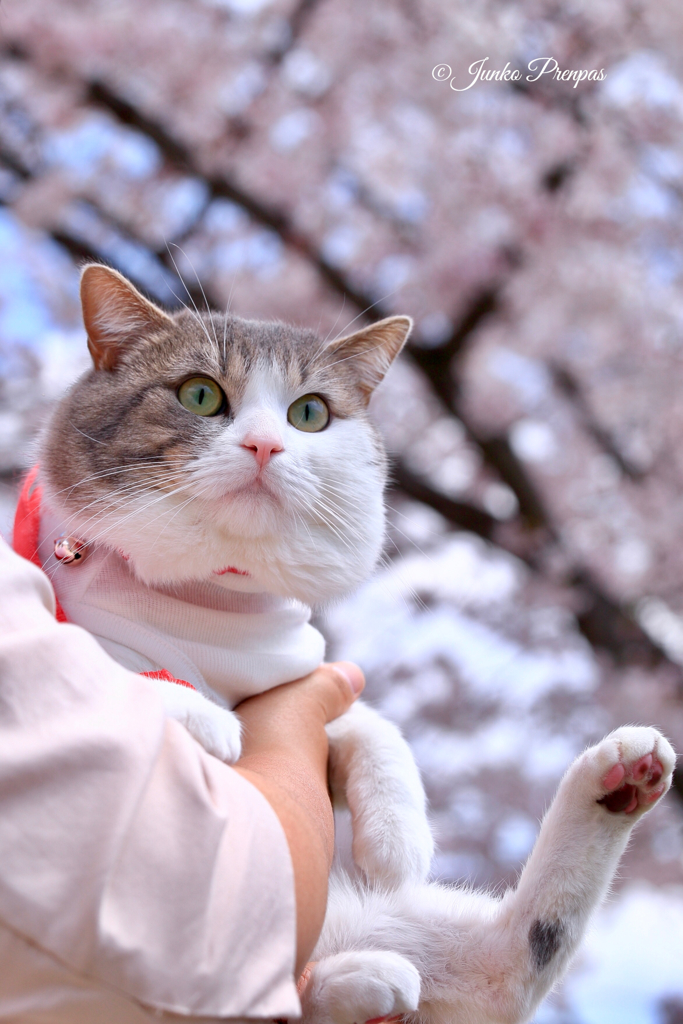 猫のポートレート