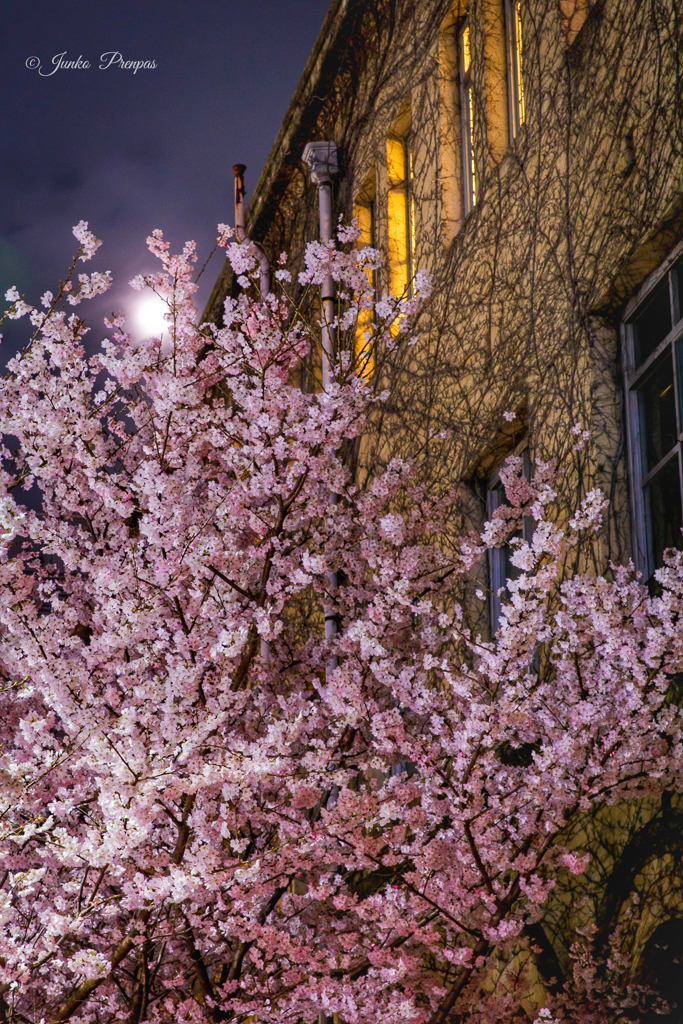 朧月と夜桜