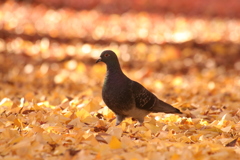 鳩とイチョウ