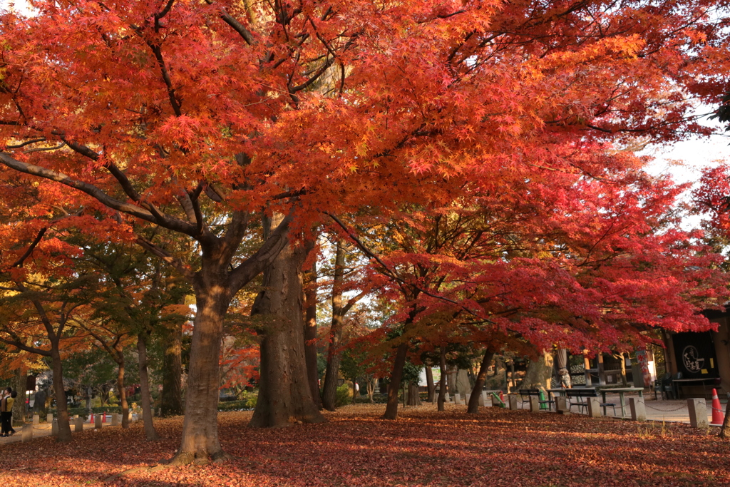 紅葉@足利鑁阿寺