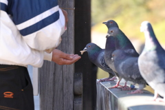 鳩とおじさん