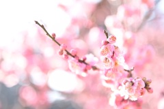 偕楽園  梅の木