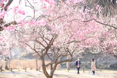 偕楽園 梅ノ木