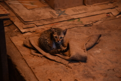 ミャンマー　バガンにて