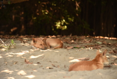 ミャンマー　バガンにて