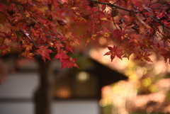茨城県　水戸　偕楽園