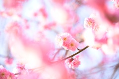 偕楽園 梅ノ木