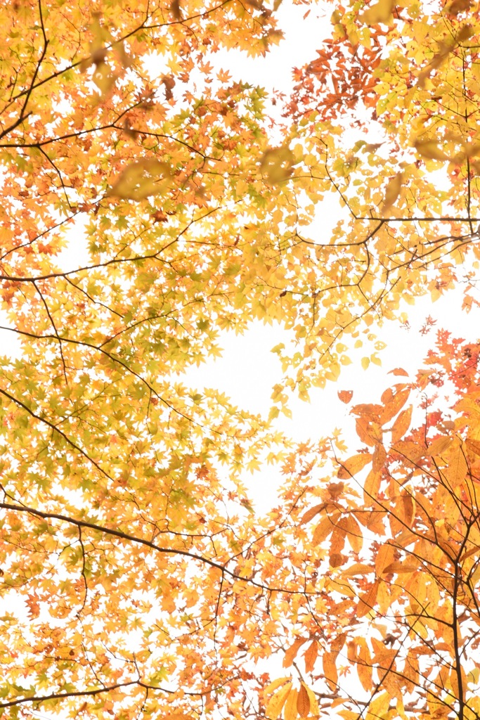 紅葉